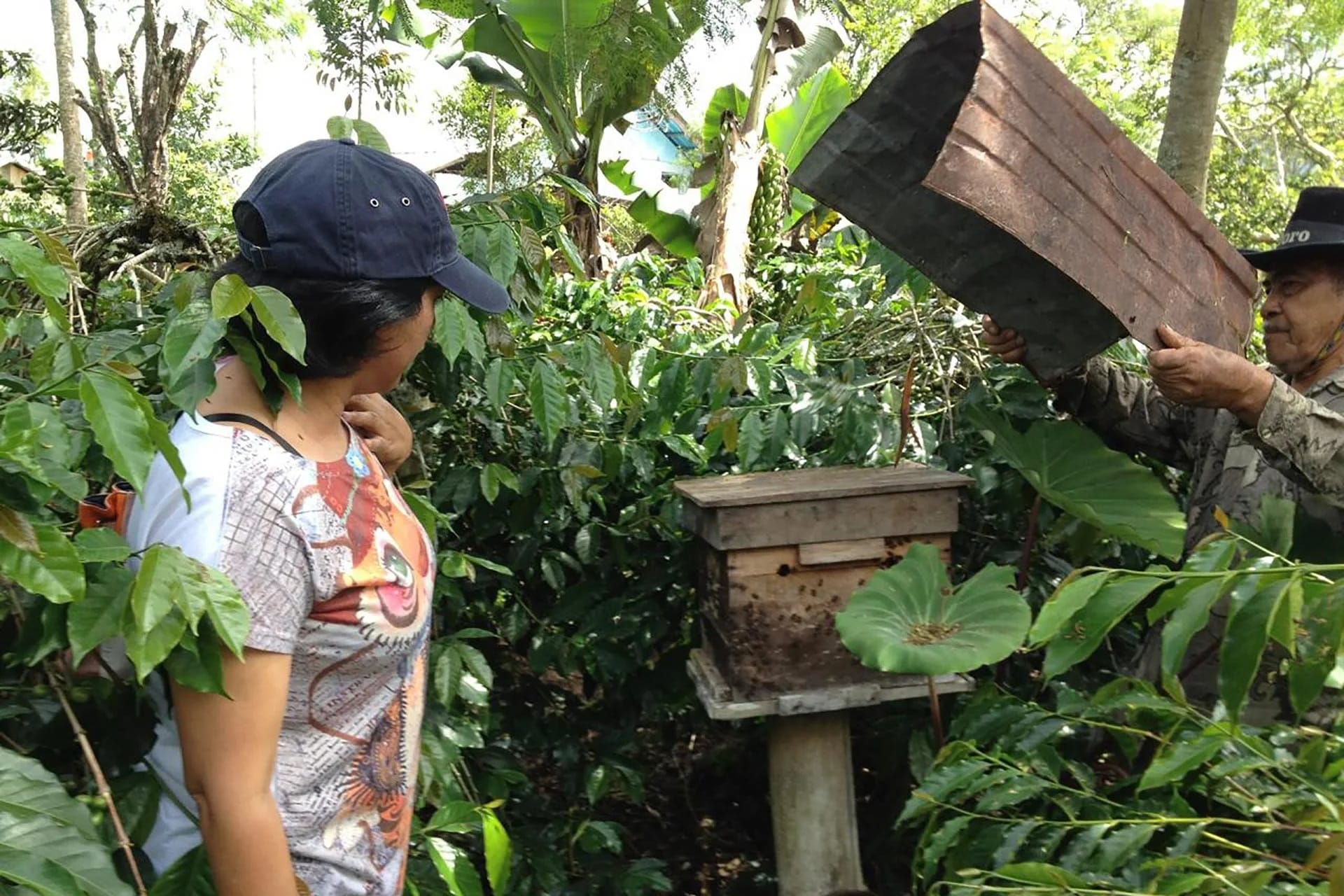 Arnia api nella piantagione