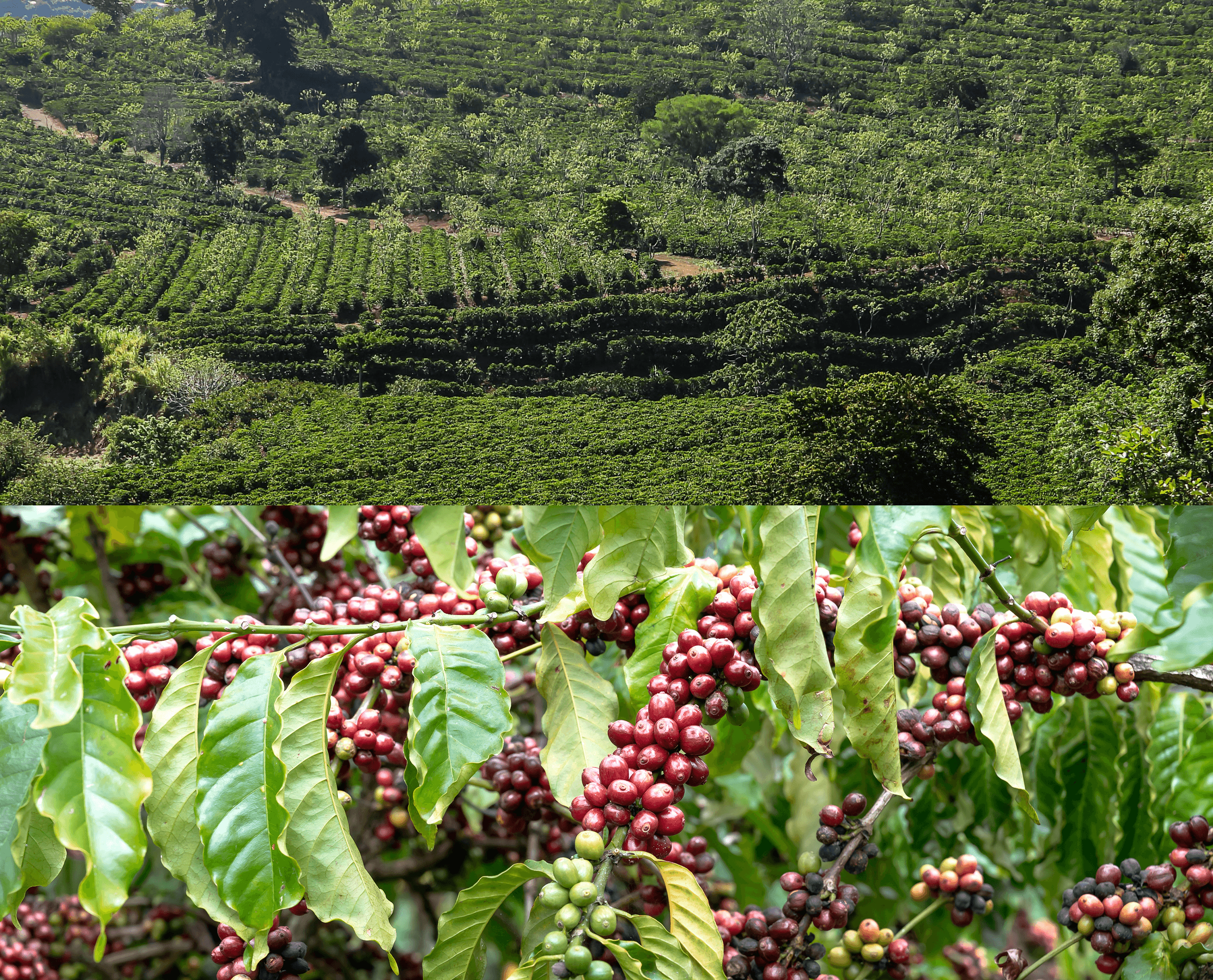 Piantagione di caffè
