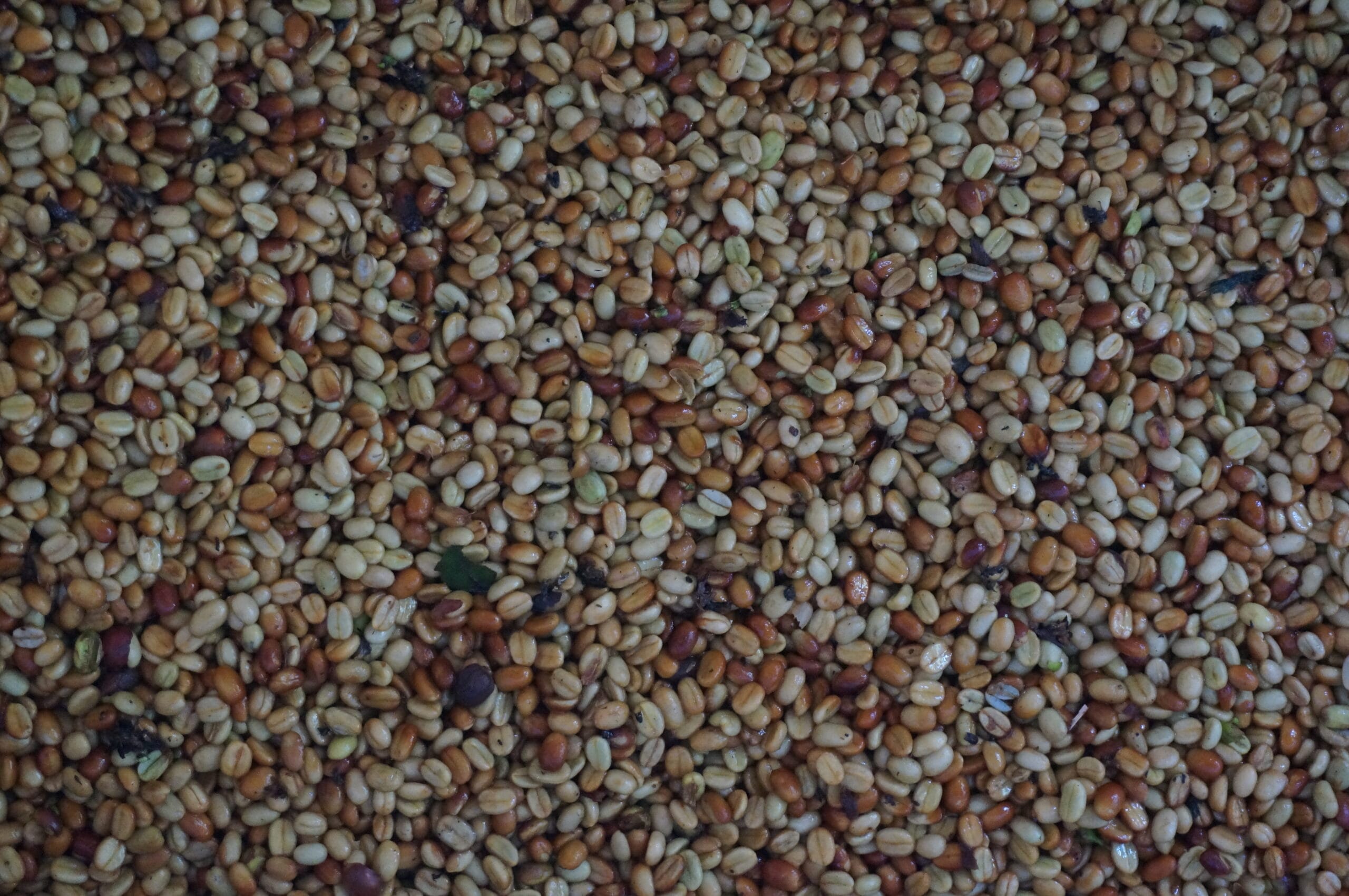 Caffè processato con metodo honey