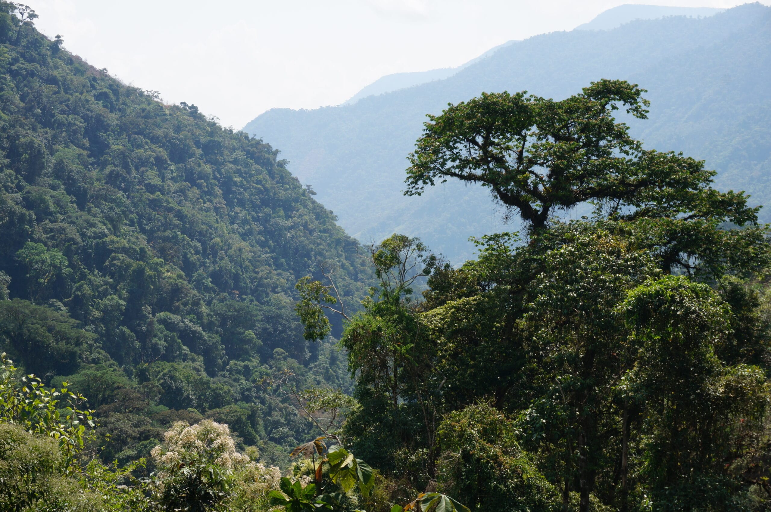 Montagne in Perù dove si coltiva il caffè
