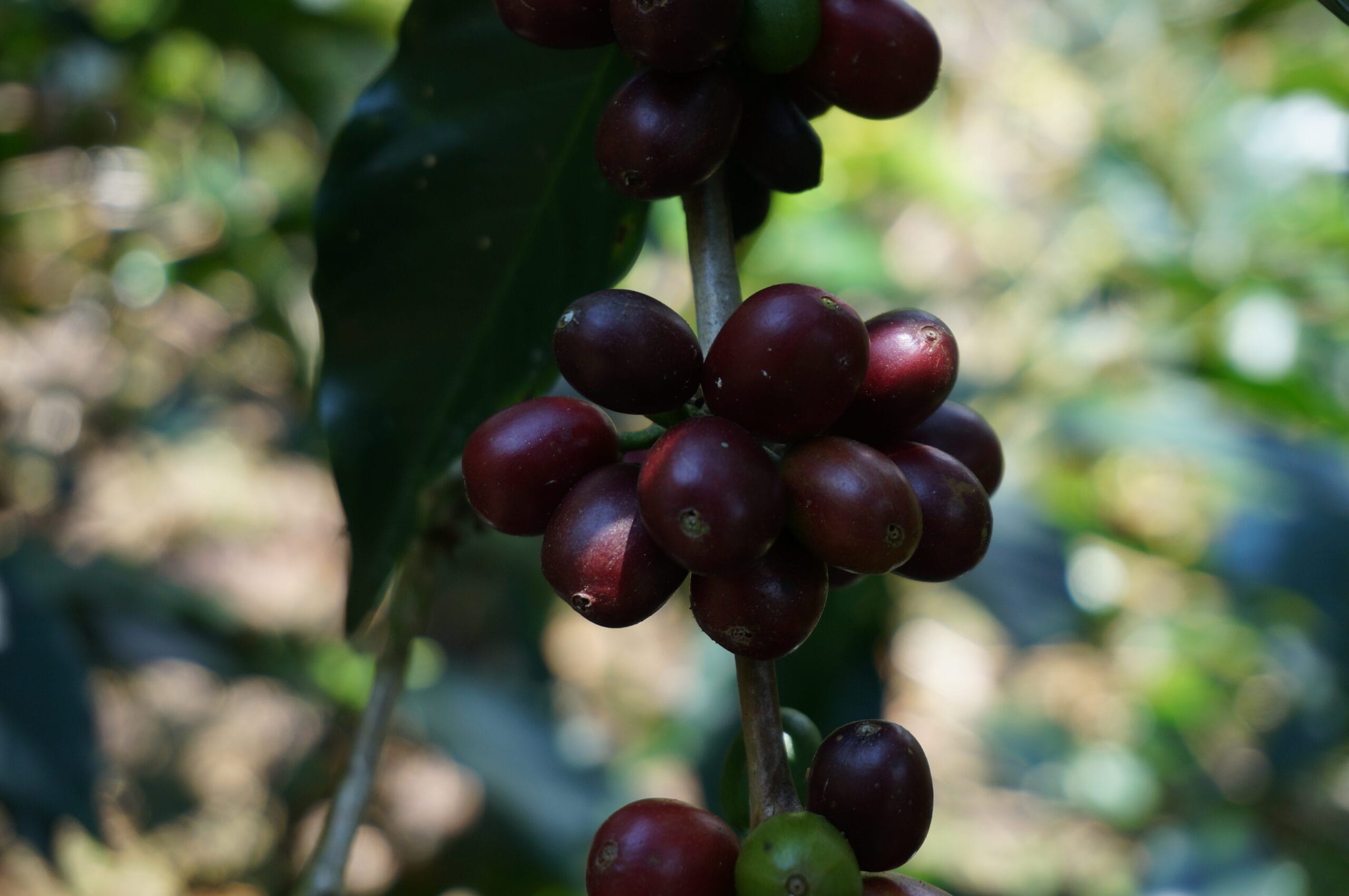 Drupe di caffè sull'albero