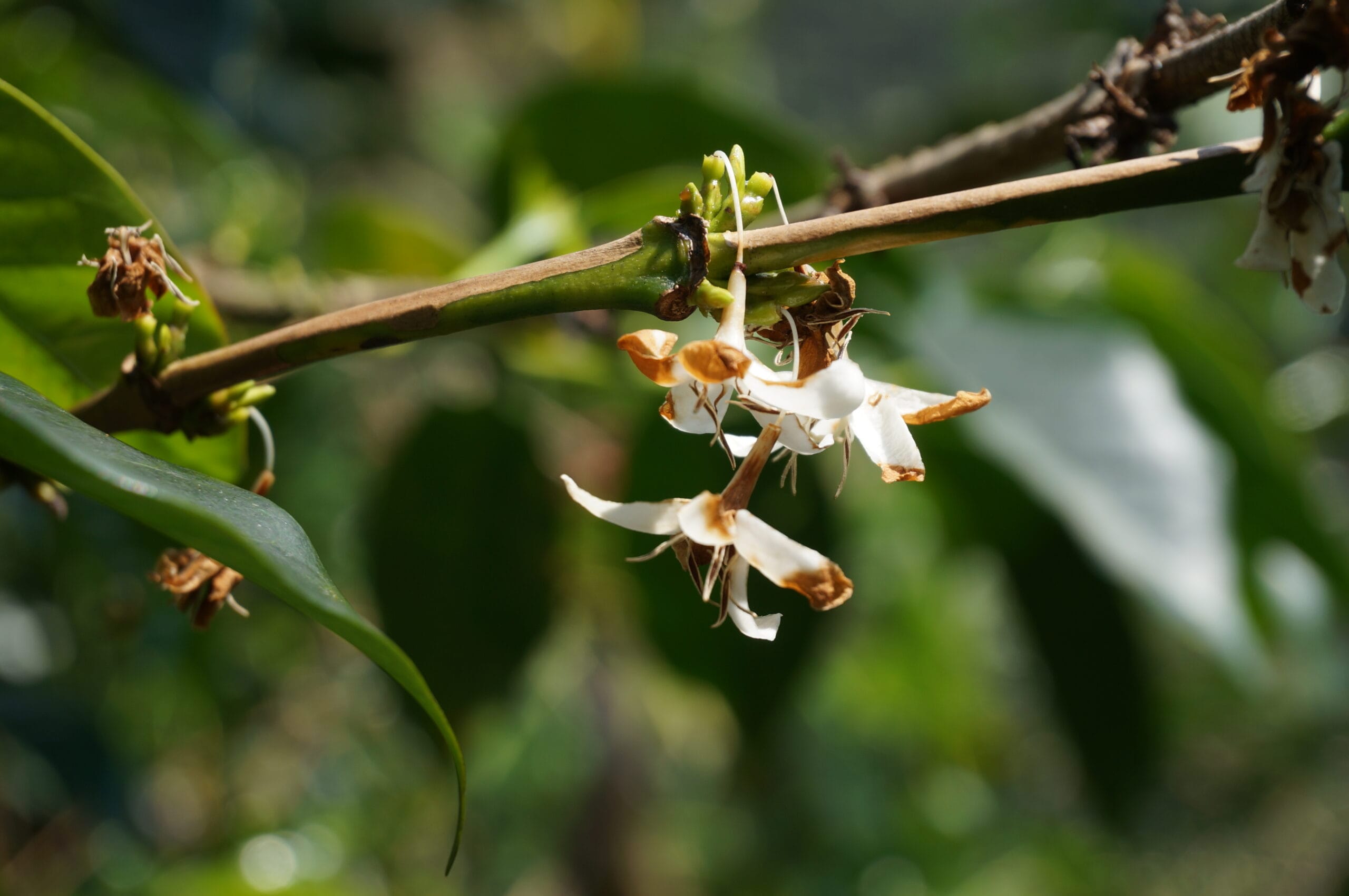 Fiore della pianta del caffè sull'albero
