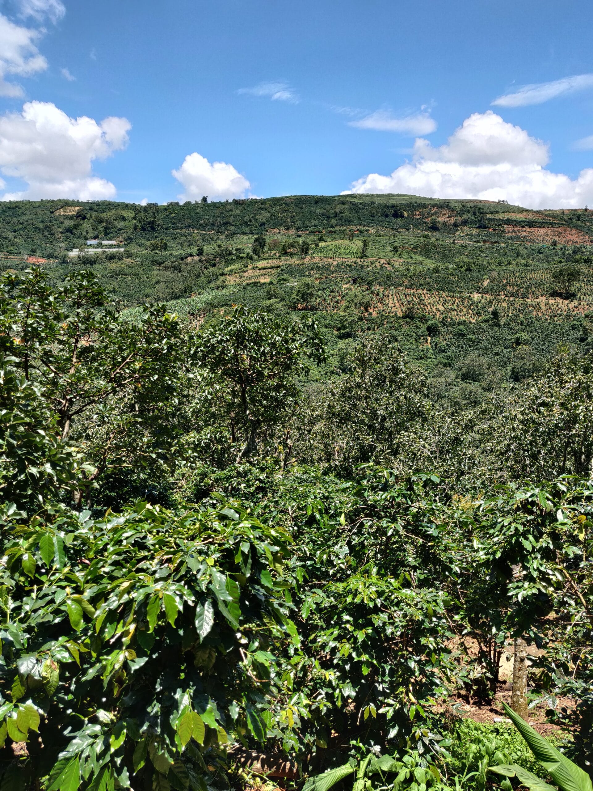 Piantagione di caffè