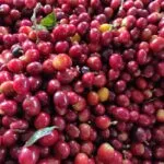 Drupe di caffè rosse appena raccolte