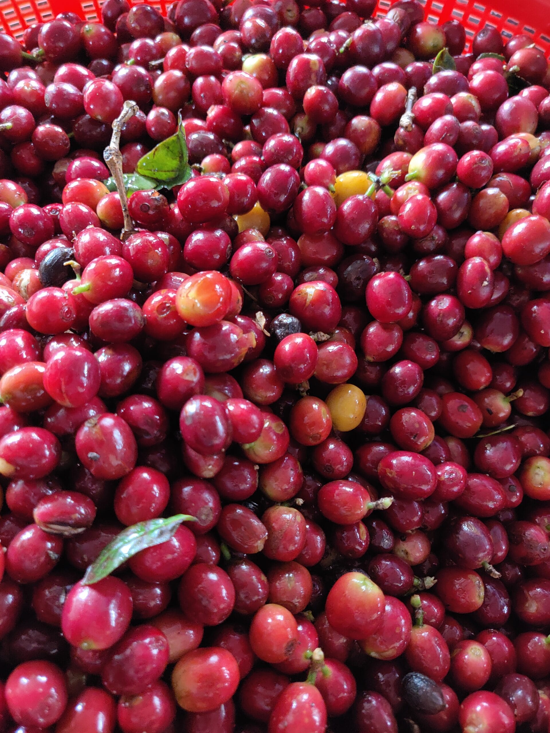 Drupe di caffè rosse appena raccolte