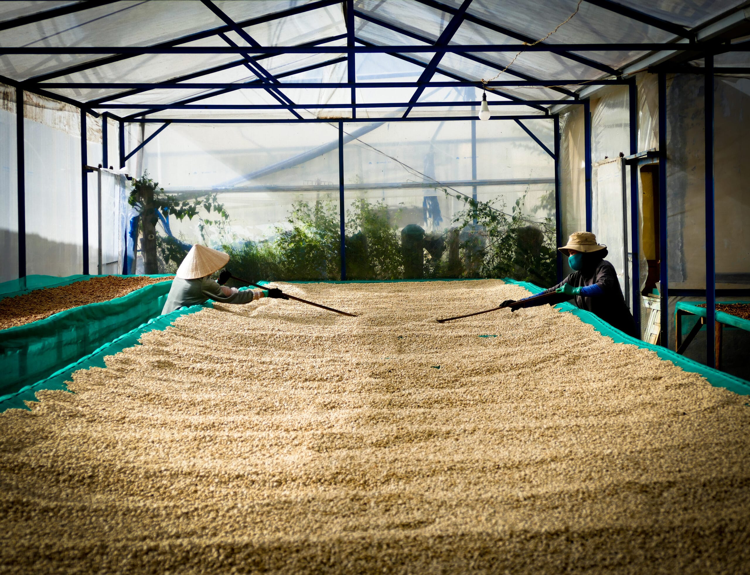 Due persone stendono il caffè per l'essicazione