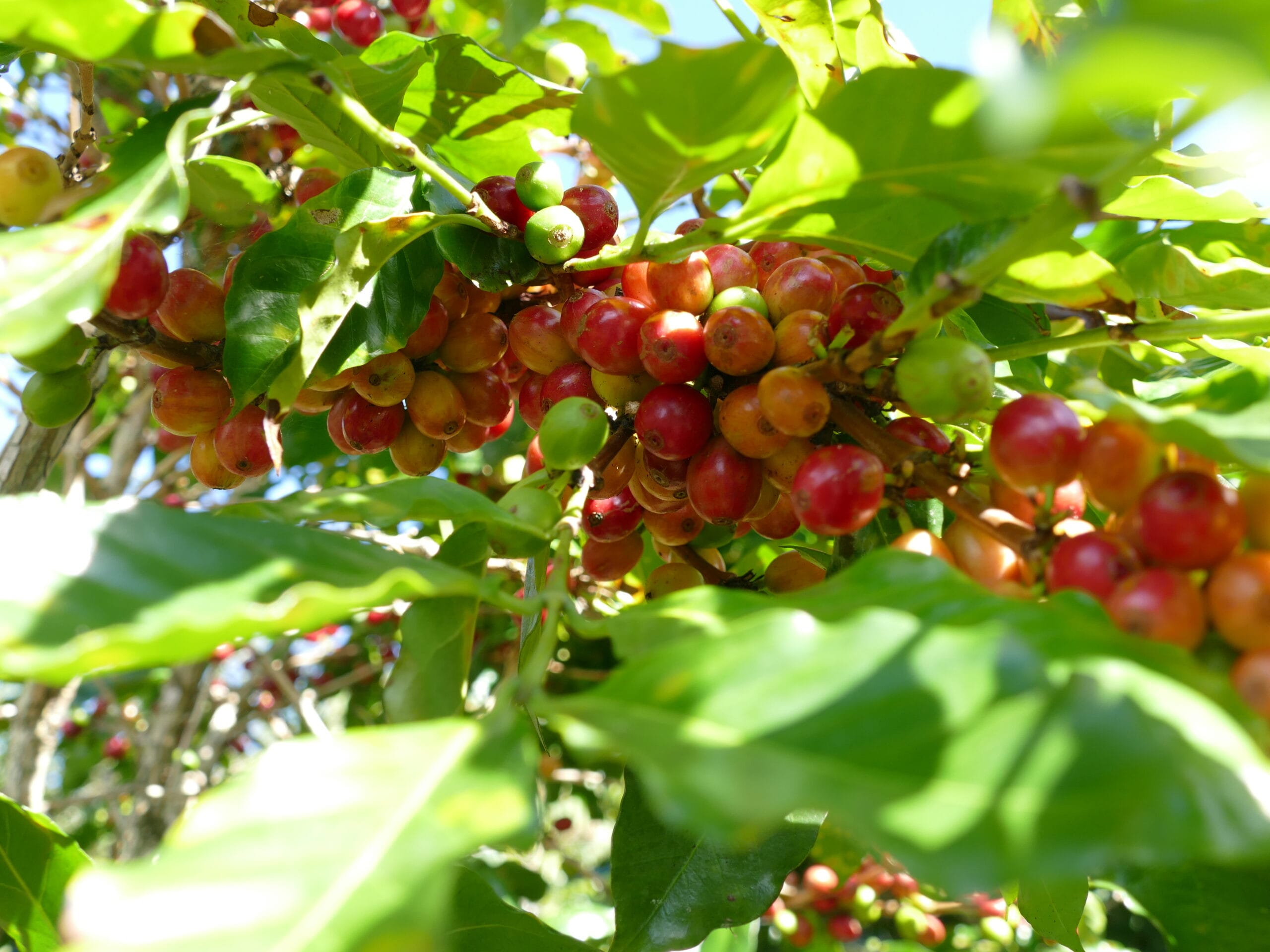 Drupe di caffè gialle e rosse sull'albero