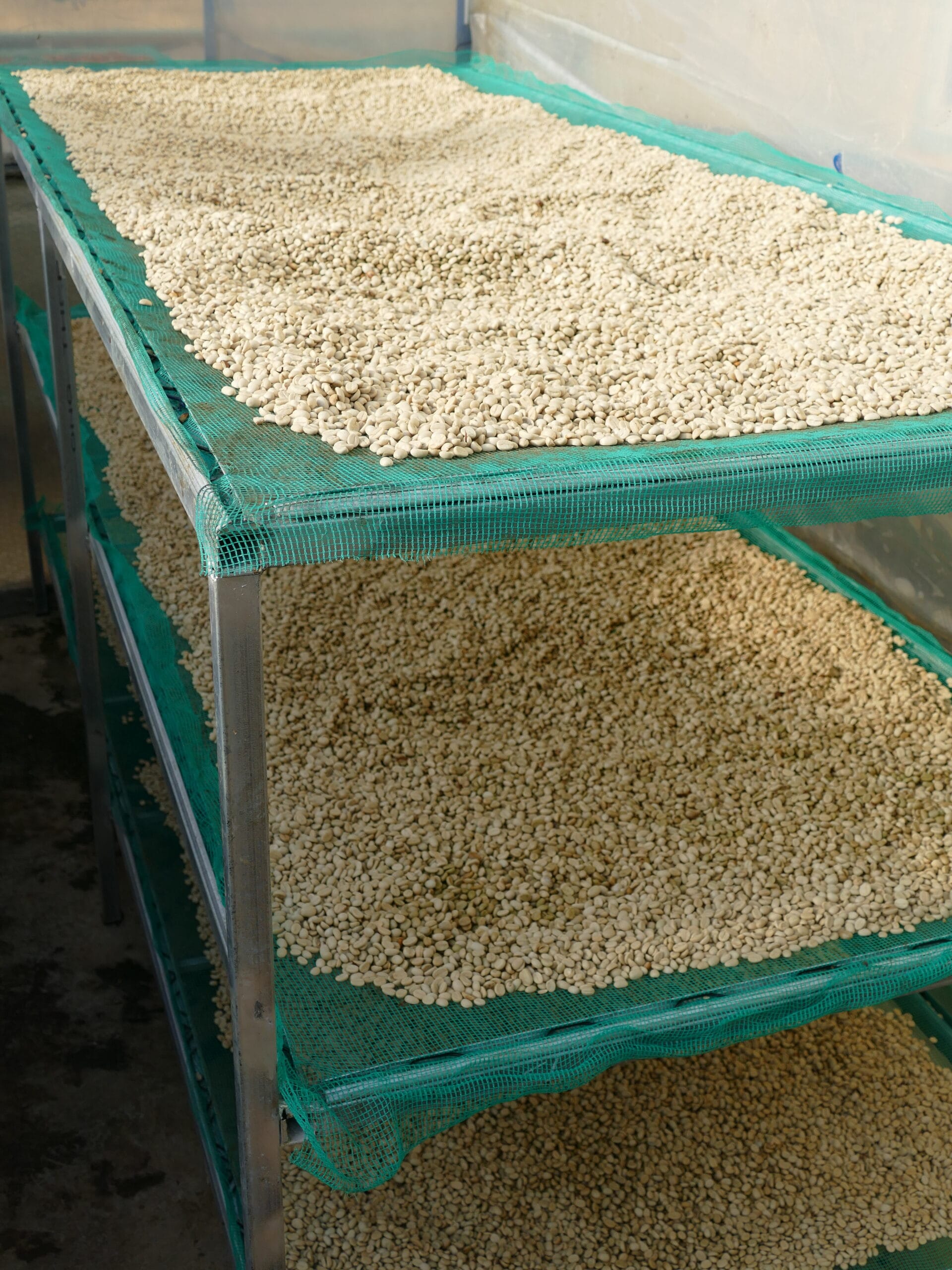 Caffè steso su piani per l'essicazione