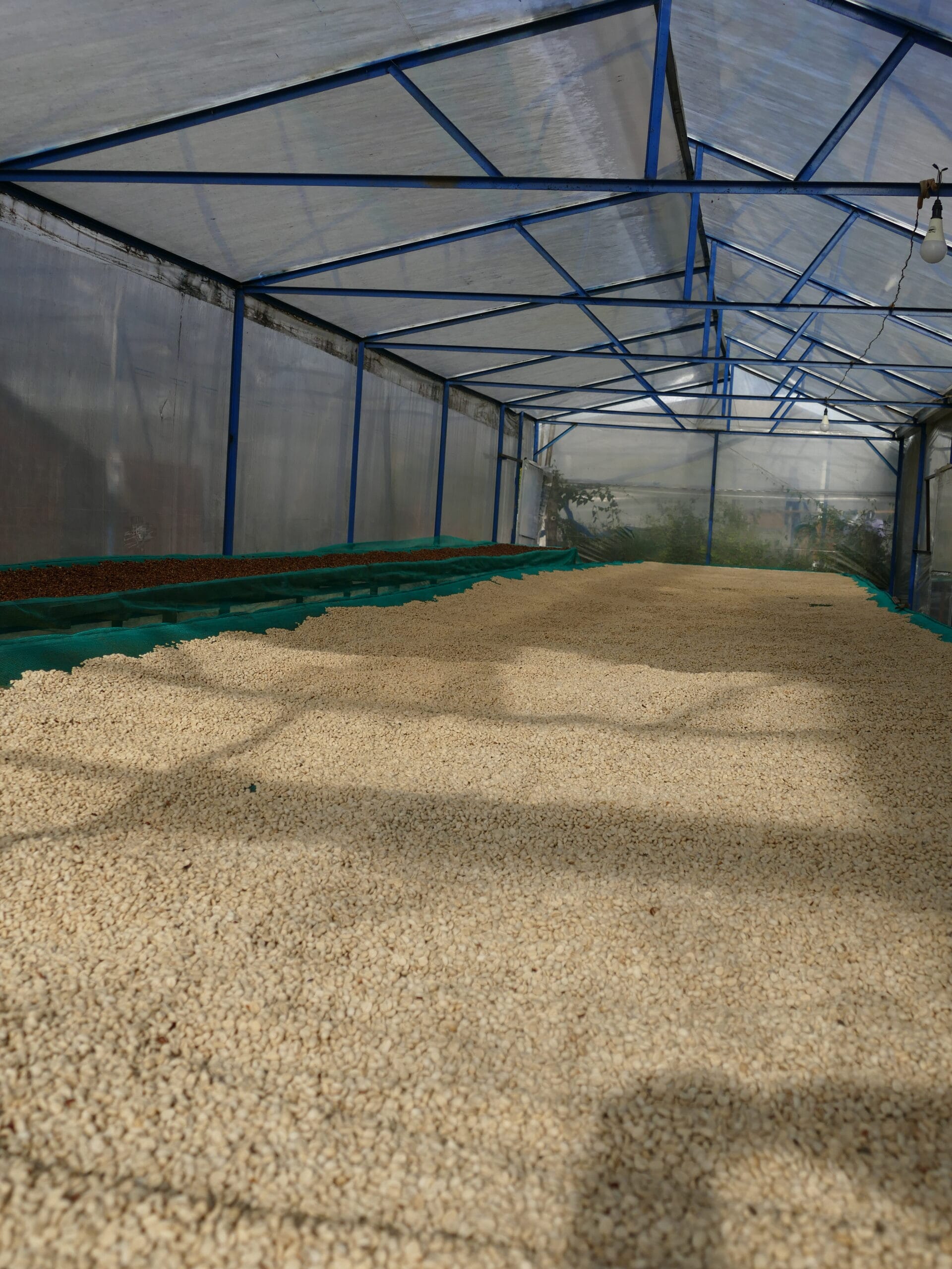 Caffè steso per l'essiccazione